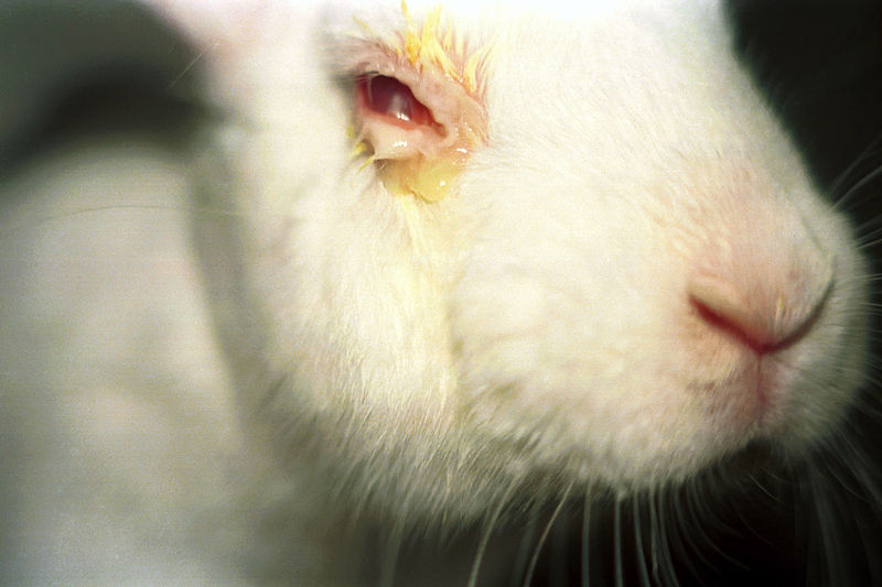 Cruauté envers les animaux lapins