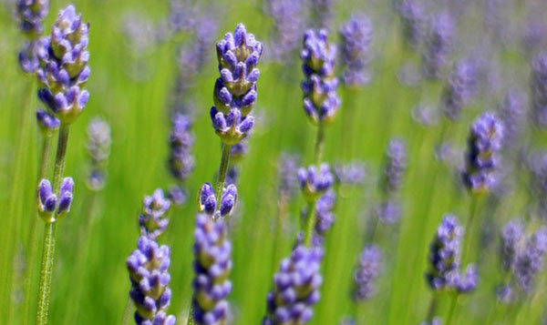 crème après-soleil hydratante et apaisante lavande-fleur-plante-provence-france-02