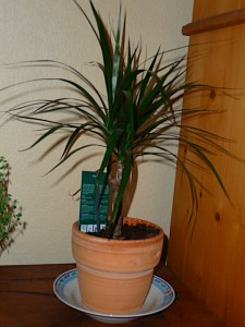 Dracaena