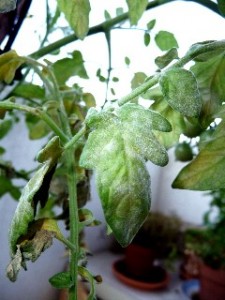 Oïdium sur un feuille de tomate