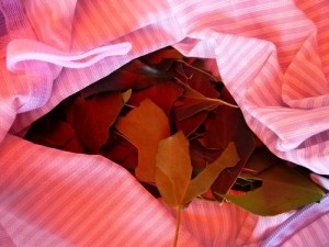 Feuilles de lierre dans le filet à linge