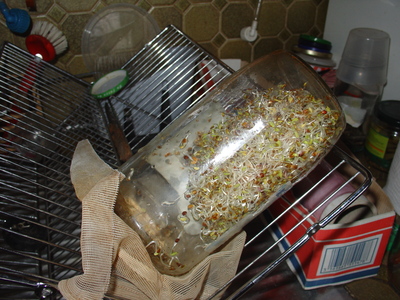 Comment Réaliser Des Graines Germées Sans Acheter De Germoir Germoir à Graines Germées Fabriqué Avec Un Bocal En Verre Récupéré