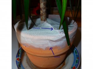 Pot de fleur recouvert d'un tulle pour éviter le développement des moucherons