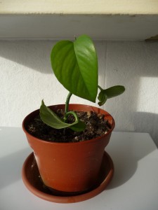 pothos-plante