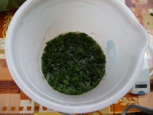 Les feuilles d'orties sont placées à fermenter dans un seau rempli d'un litre d'eau