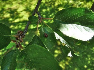 Nymphe de coccinelle sur un cerisier de mon jardin