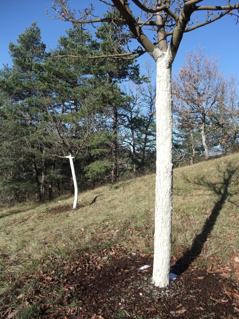 Arbres fruitiers en hiver