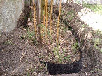 planter une haie de bambou