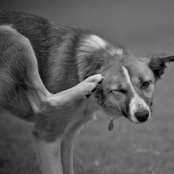 Remèdes Simples Et Naturels Contre Les Puces De Chiens Et