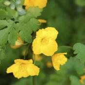 Un Remède Naturel Et Vraiment Efficace Contre Les Verrues