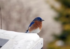 Nourrir les oiseaux en hiver est un autre point important, sur lequel il vaut mieux se renseigner.