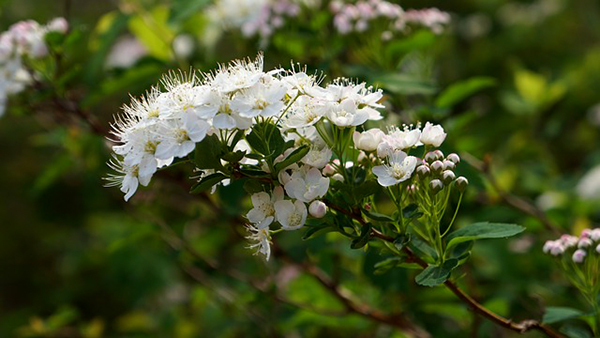 angervo-fleur-blanche-arbuste