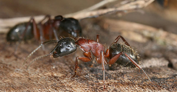 Camponotus ligniperda, l'une des fourmis charpentières les plus courantes © CC, Richard Bartz, Munich Makro Freak