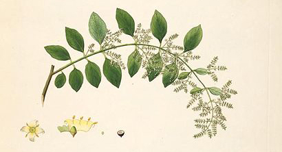 siwak-Salvadora_persica-01