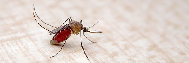 piège à moustique contre les moustiques astuce