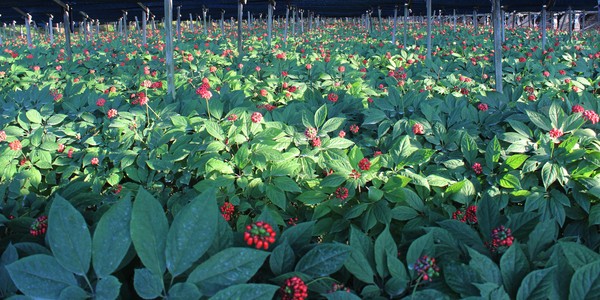 ginseng rouge, ginseng coréen