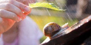 cosmetique-bave-escargot_shutterstock_58798039